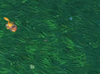 Feral Bloodtalons Ability Tracker